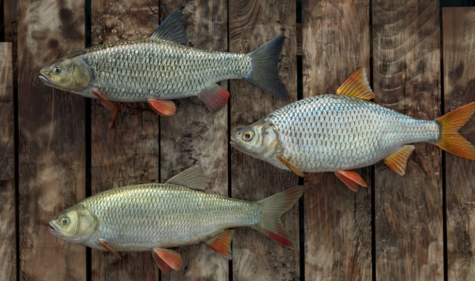 Professional Fishing: Sakura© Ryokan Spinning
